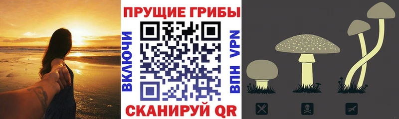 Псилоцибиновые грибы Psilocybe  как найти наркотики  Осинники 